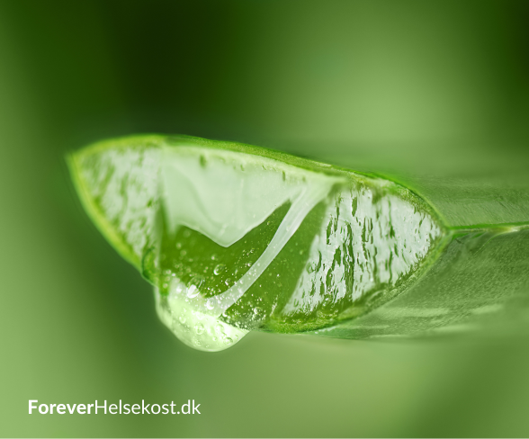 forever helsekost